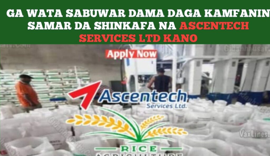 Ga Wata Sabuwar Dama Daga Kamfanin Samar Da Shinkafa Na Ascentech Services Ltd Kano – Kabasto.Com