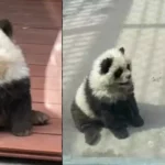 Chinese zoo exposed for dying dogs as ‘pandas’